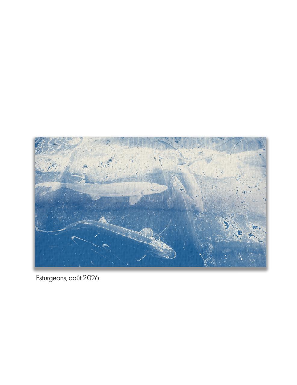 Cyanotype « Esturgeons » : deux esturgeons dans l’eau